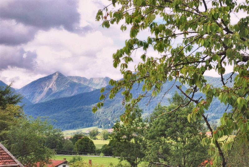 Sommerliche Bergwiese