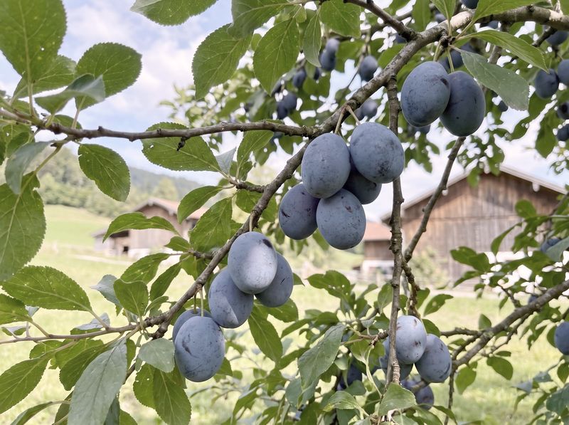 Reife Zwetschgen am Baum
