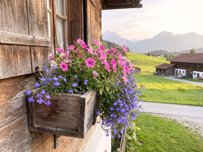 Sommerblumen