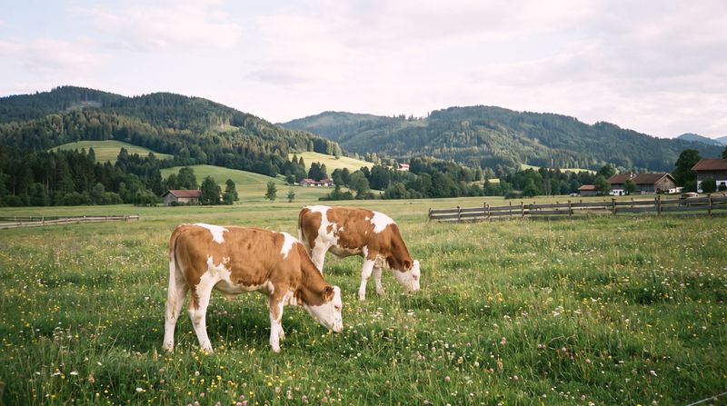 Kälber auf der Weide